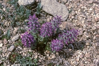 Besseya alpina